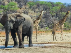 Etosha, Namibia