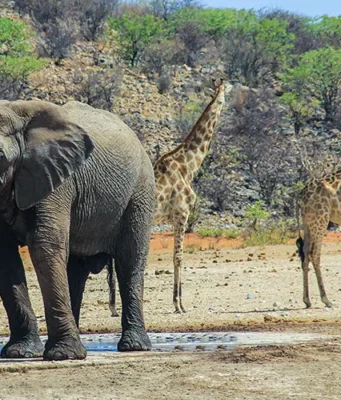 Etosha, Namibia