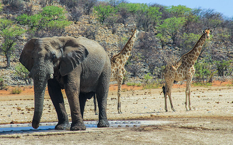 Etosha, Namibia