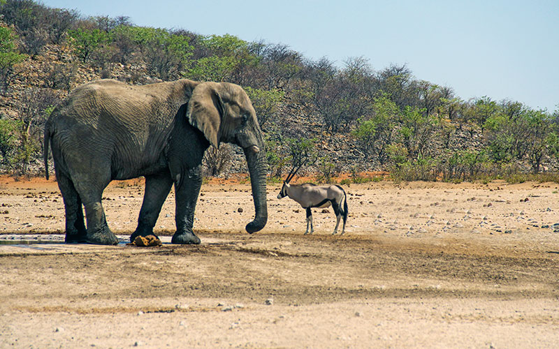 Etosha, Namibya