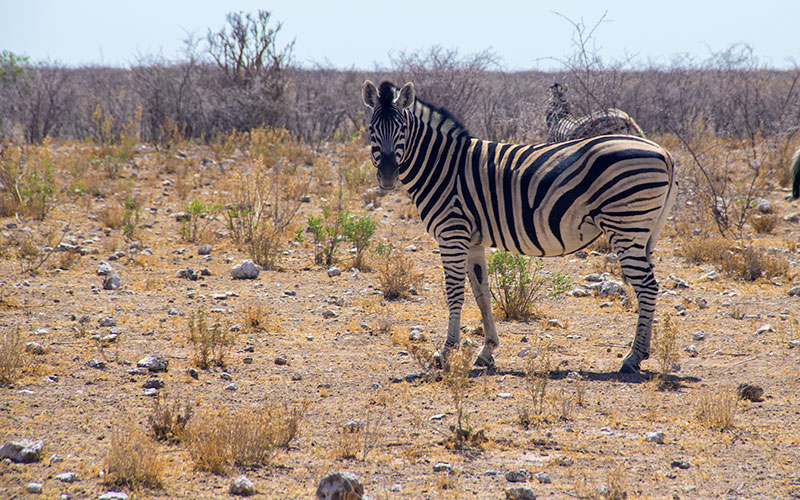 Etosha National Park