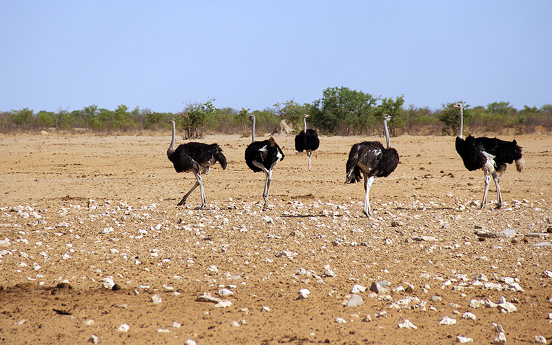 Etosha Safari