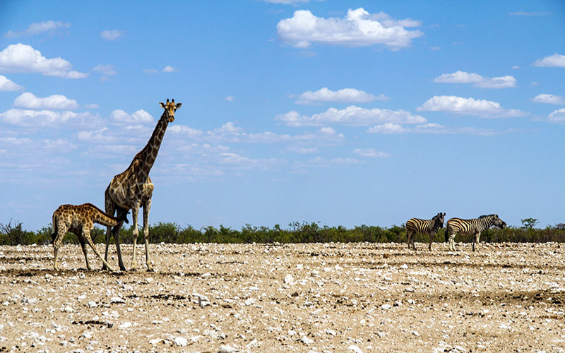 Etosha Ulusal Parkı