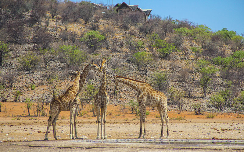 Etosha