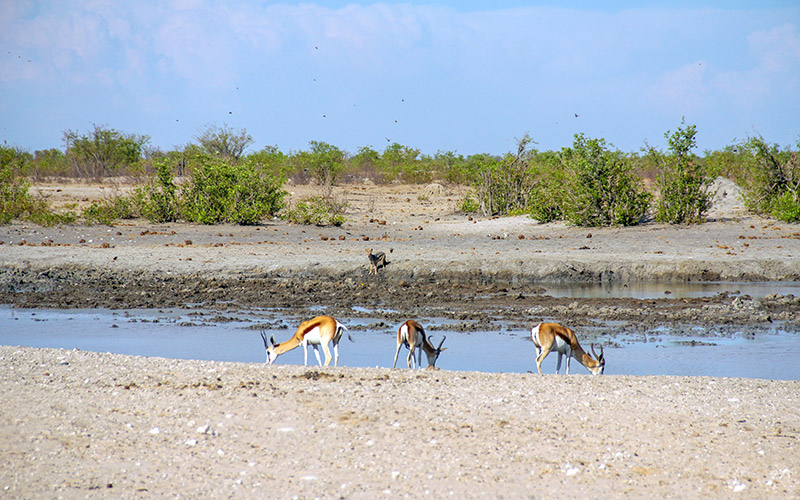 Namibya Safari