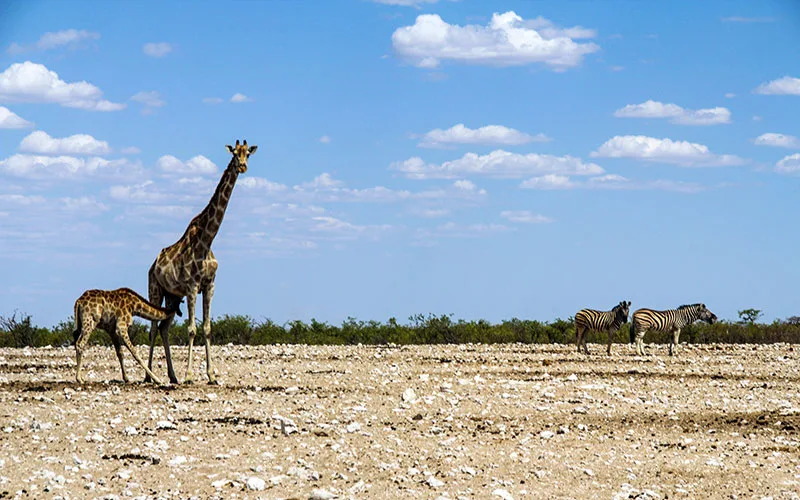 Etosha Ulusal Parkı