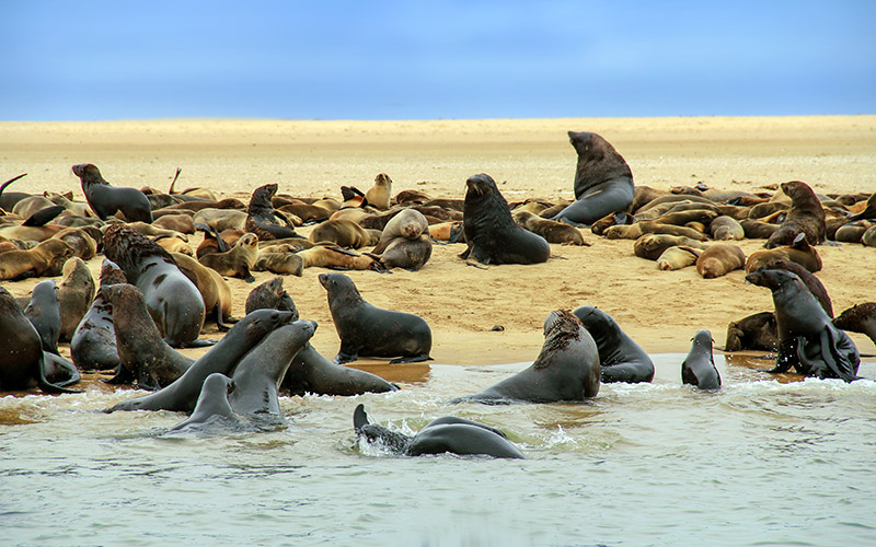 Cape Cross, Namibya