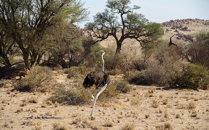 Namib Naukluft Ulusal Park