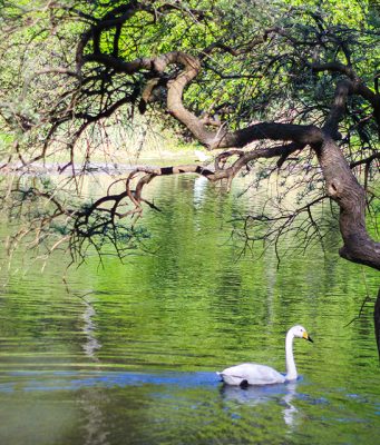 İstanbul’un Huzur Veren Gizli Bahçesi: Atatürk Arboretumu Atatürk Arboretumu Nerede