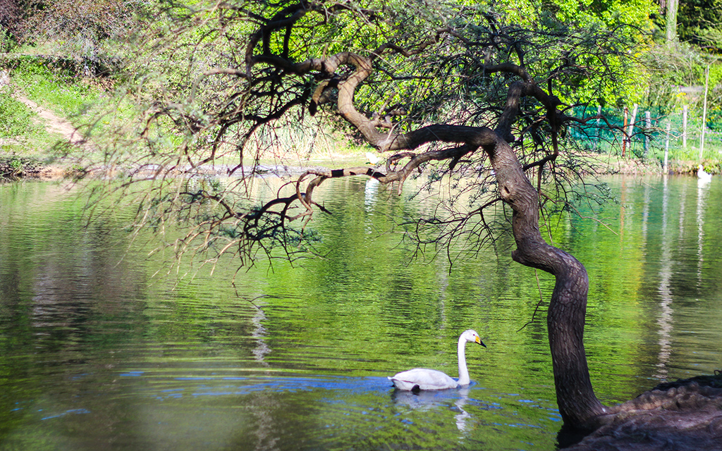 Atatürk Arboretumu Nerede