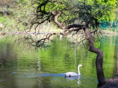 İstanbul’un Huzur Veren Gizli Bahçesi: Atatürk Arboretumu Atatürk Arboretumu Nerede