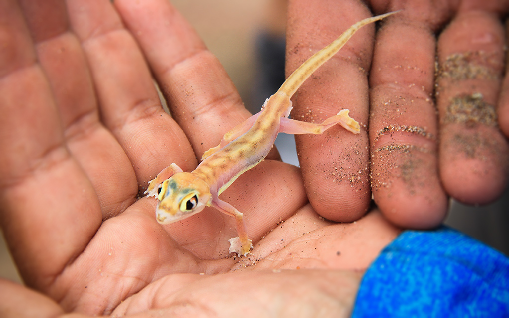 Namib Kertenkelesi