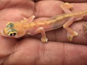 Namib Kertenkelesi: Pachydactylus Rangei Namibia Pachydactylus Rangei