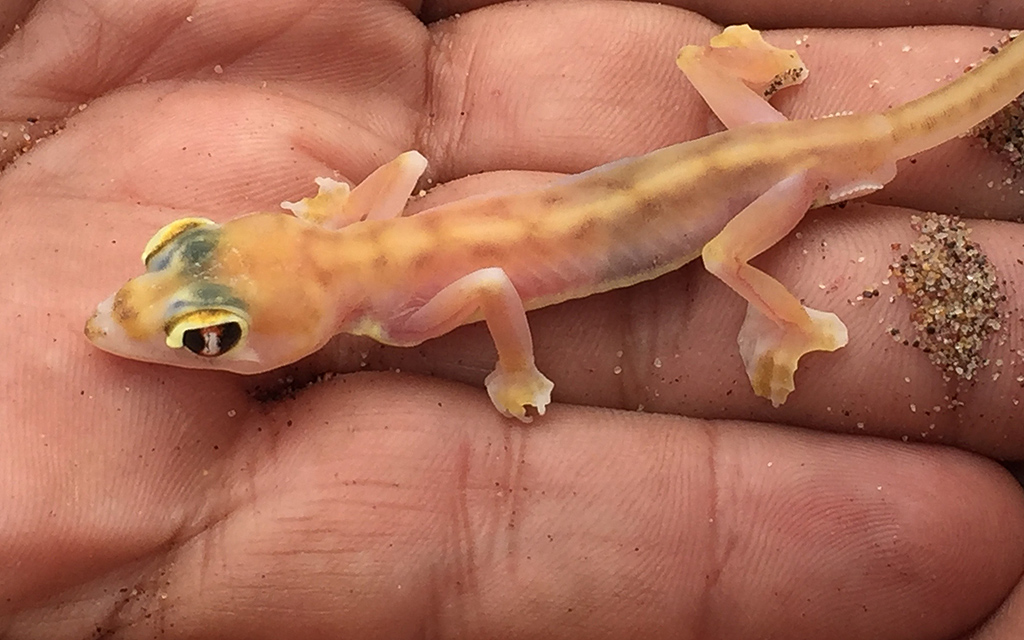 Namibia Pachydactylus Rangei