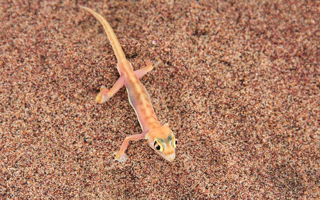 Pachydactylus Rangei