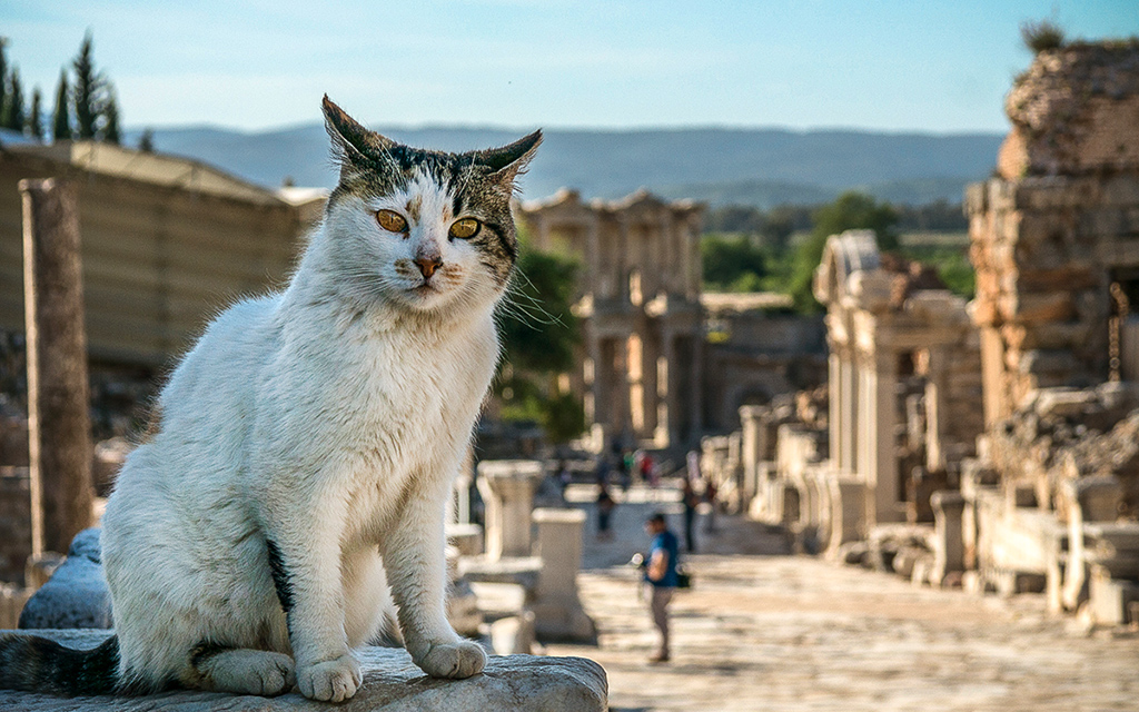 efes giriş ücreti