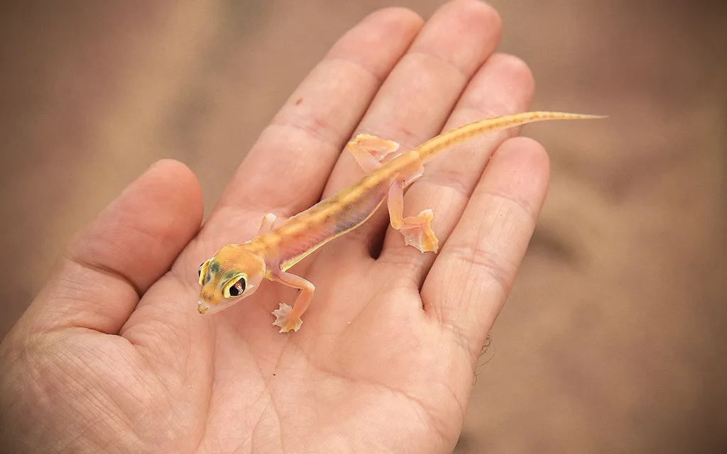 Namib Lizard