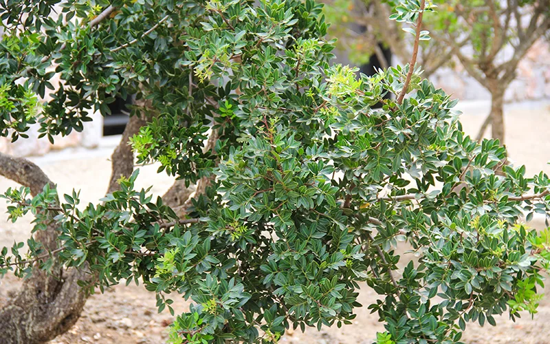 sakız ağacı, sakız adası