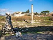 Artemis Tapınağı: Dünyanın 7 Harikasından Biri selçuk artemis tapınağı