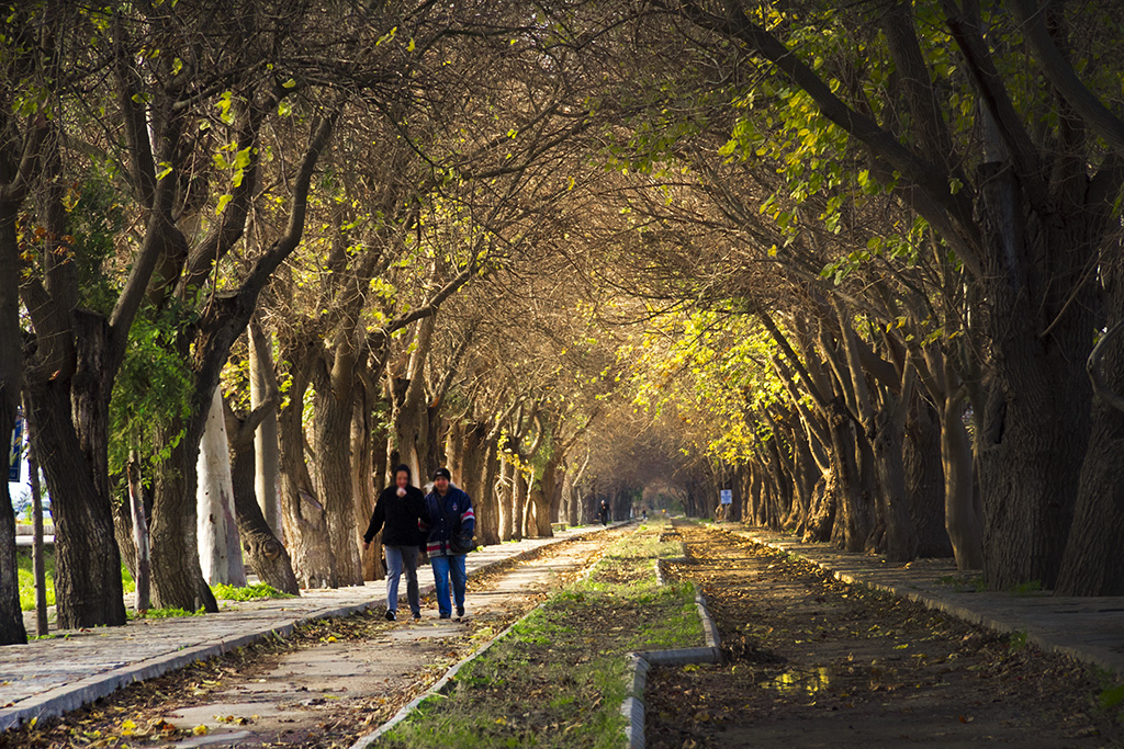 selçuk dutlu yol