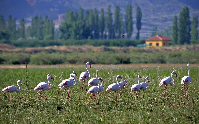 kayseri sultansazligi