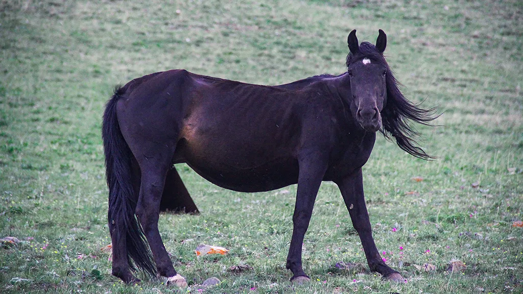Koçkor Yaylaları, Kırgızistan