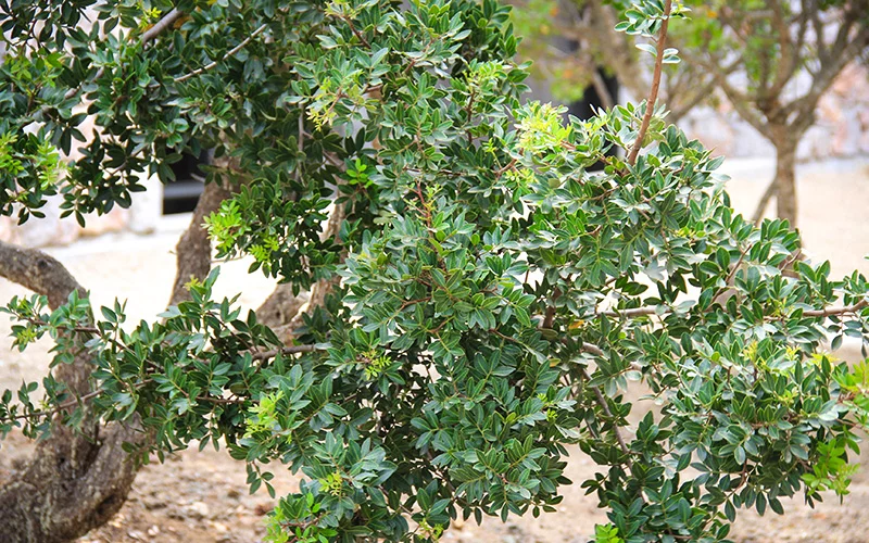 alacati sakiz