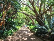 UNESCO Mirası Kirstenbosch Botanik Bahçesi Cape Town Kirstenbosch