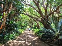 UNESCO Mirası Kirstenbosch Botanik Bahçesi Cape Town Kirstenbosch