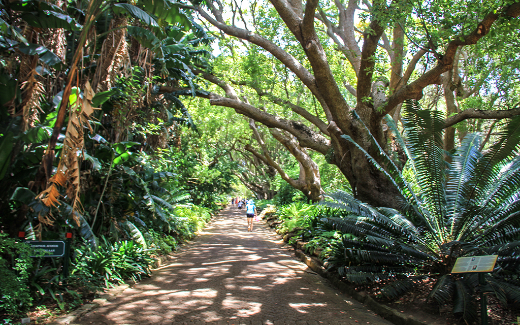 Cape Town Kirstenbosch