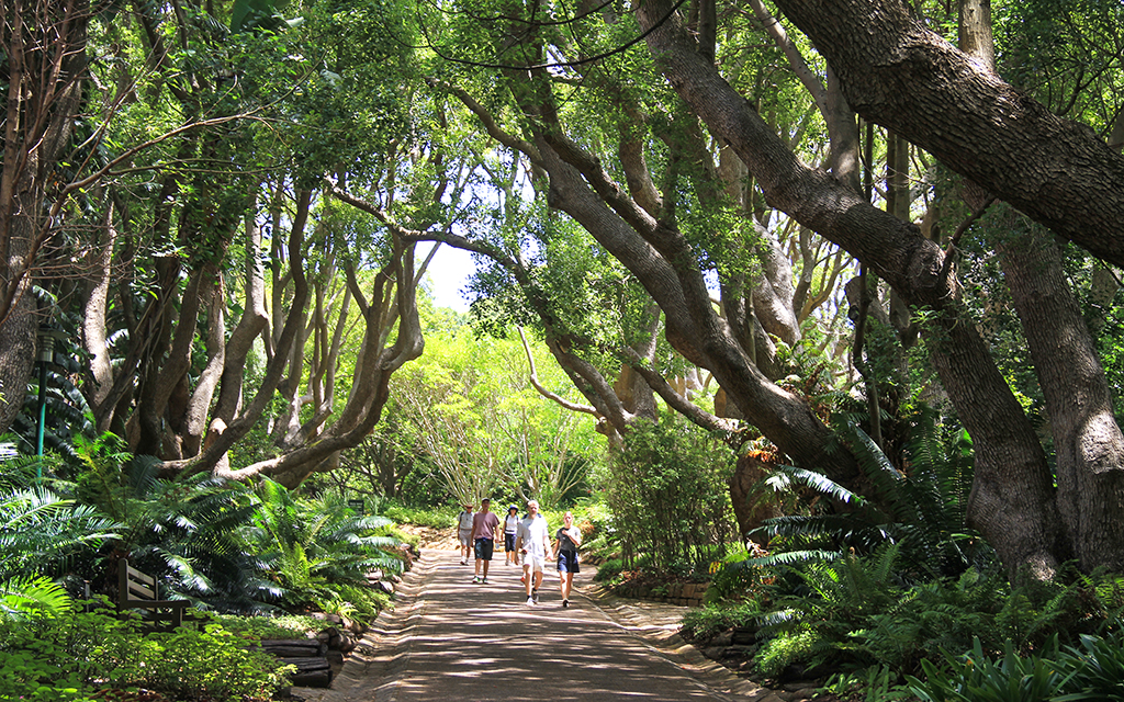 Kirstenbosch