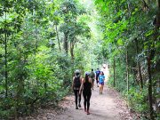 MacRitchie Reservoir ve Top Tree Walk, Singapur MacRitchie Singapore