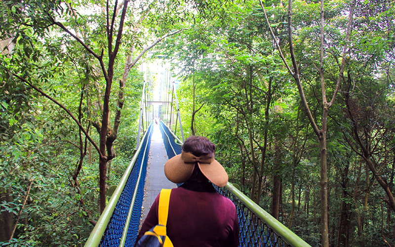 Singapore Top Tree Walk