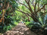 UNESCO Mirası Kirstenbosch Botanik Bahçesi Cape Town Kirstenbosch