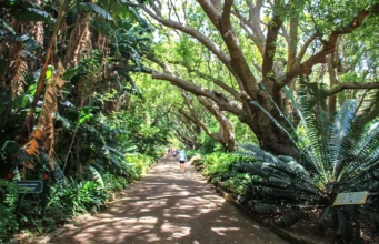 Cape Town Kirstenbosch