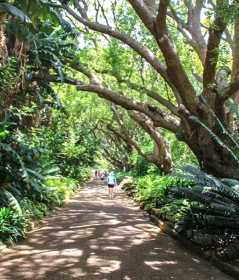 Cape Town Kirstenbosch