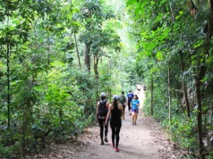 MacRitchie Singapore