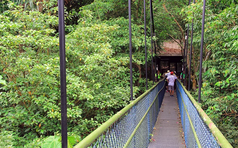Singapur Top Tree Walk