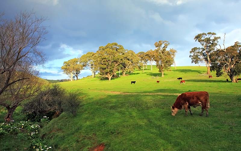 Fleurieu Adelaide