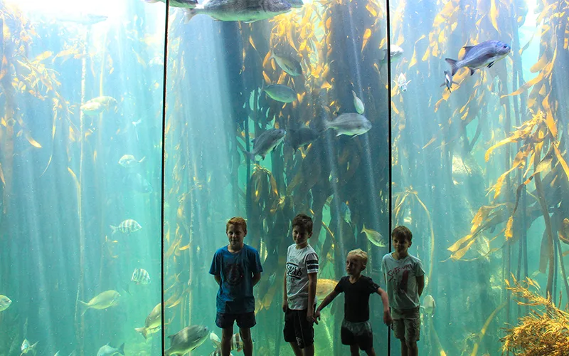 cape town akvaryum