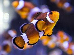 İki Okyanus Akvaryumu: Two Oceans Aquarium, Cape Town Two Oceans Aquarium