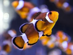 İki Okyanus Akvaryumu: Two Oceans Aquarium, Cape Town Two Oceans Aquarium