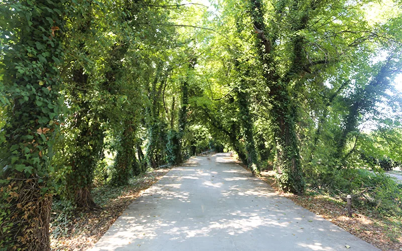 Dalyan Sığla Ormanı