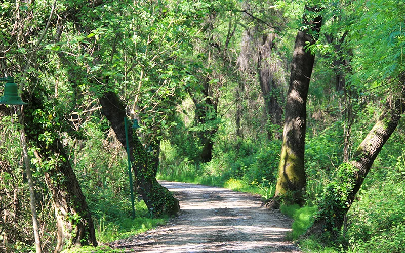 sığla ağacı yağı nasıl elde edilir