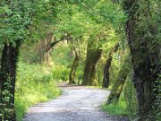 Sığla Ağacı Hakkında Bilgiler sığla ağacı nedir