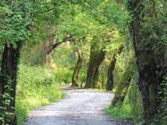 Sığla Ağacı Hakkında Bilgiler sığla ağacı nedir