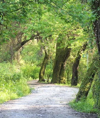 sığla ağacı nedir