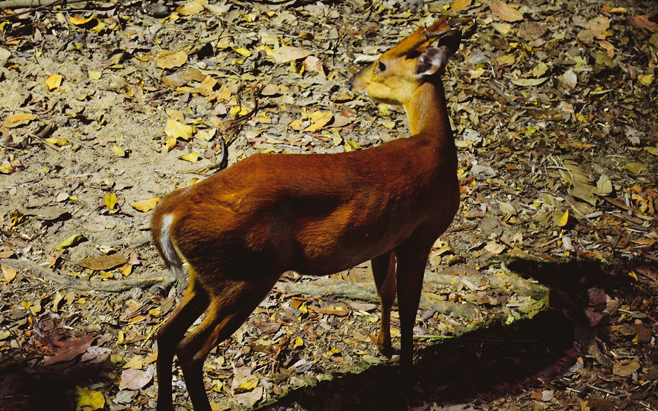 Night Safari Singapore