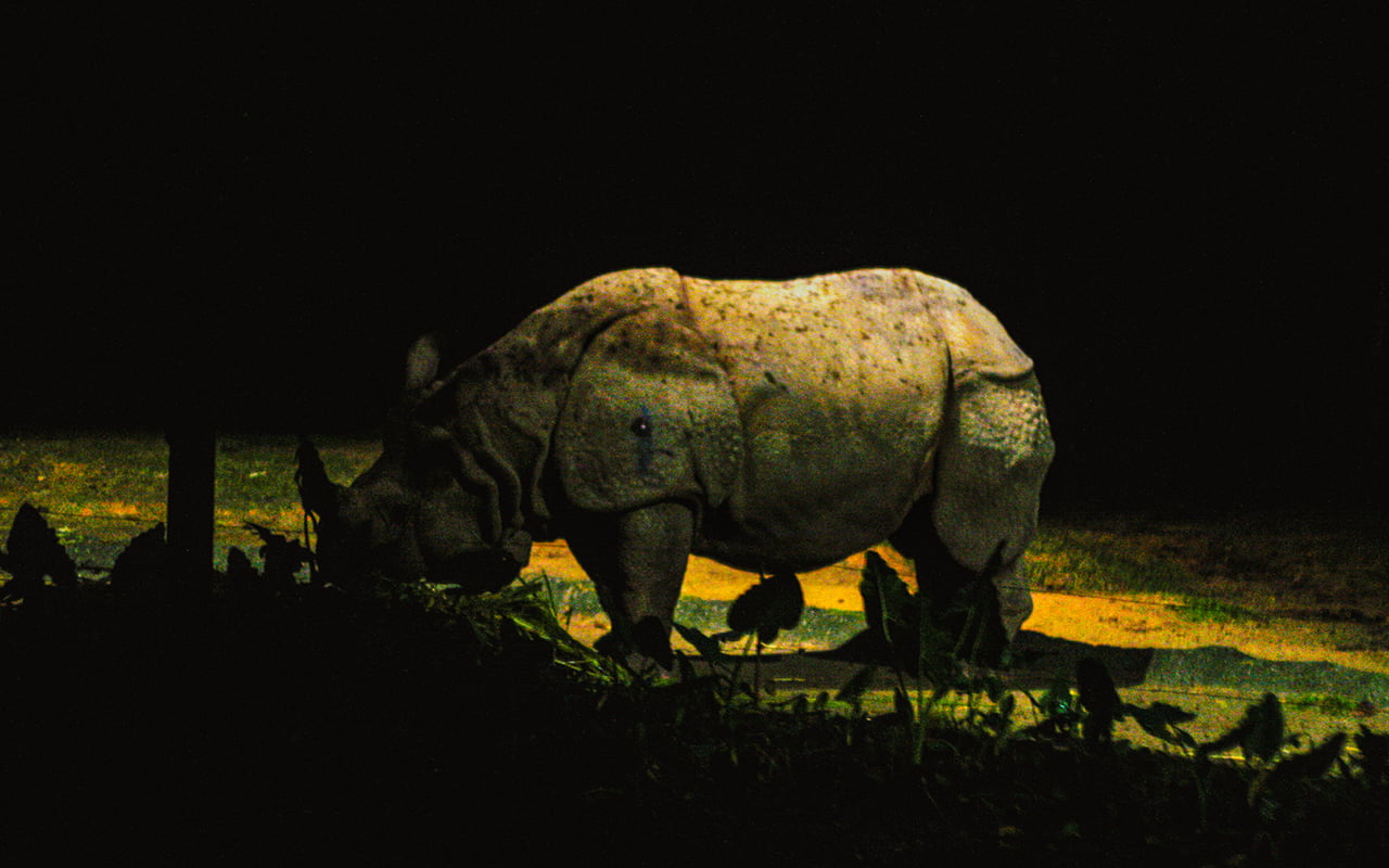 Singapore Night Safari