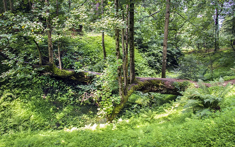 batum botanik bahçesi